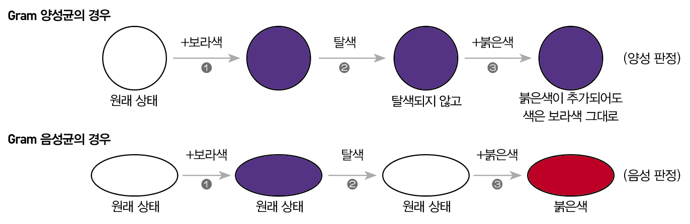 세균: 개요 - Metamedic