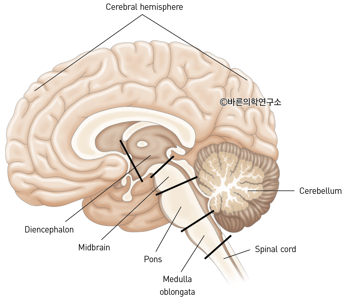 생물학적 이론: 신경해부학 - Metamedic